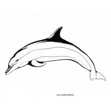 Dolphin leaping through the air coloring page