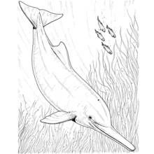 Dolphin swimming among seaweed and fish coloring page