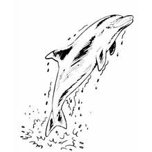 Dolphin leaping out of the water coloring page