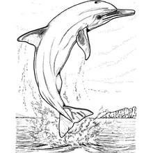 Dolphin leaping out of the water coloring page