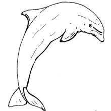 Dolphin leaping upward coloring page