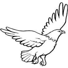 Eagle - Free printable coloring pages