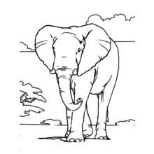 Elephant walking in the savanna coloring page
