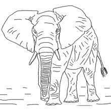 Front-facing elephant with textured trunk coloring page