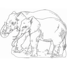 Wrinkled elephant pair with long curved tusks coloring page