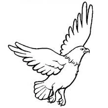 Falcon - Free printable coloring pages