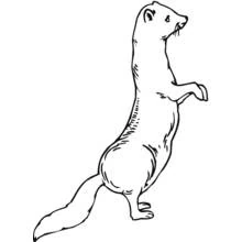 Ferret - Free printable coloring pages