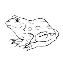 Frog - Free printable coloring pages