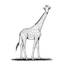 Giraffe standing tall on the grass coloring page