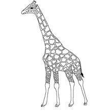 Giraffe standing tall in profile coloring page