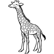 Giraffe - Free printable coloring pages