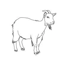 Goat - Free printable coloring pages
