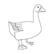 Goose - Free printable coloring pages
