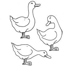 Three geese standing together coloring page