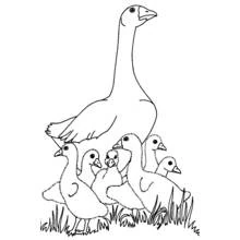 Goose with her goslings in the grass coloring page