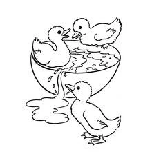 Goose chicks playing in a water bowl coloring page