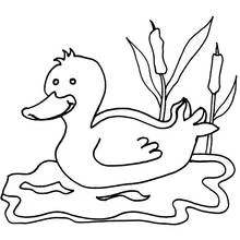 Goose swimming near reeds coloring page