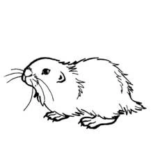 Guinea Pig - Free printable coloring pages