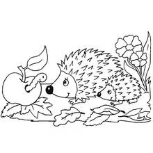 Hedgehog and baby hedgehog near an apple coloring page