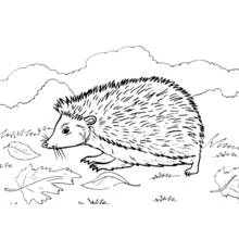 Hedgehog walking among autumn leaves coloring page
