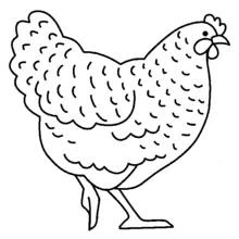 Hen standing in profile coloring page