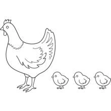Hen standing with three little chicks coloring page
