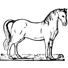 Horse standing calmly in the grass coloring page