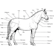 Horse anatomy diagram with labeled body parts coloring page