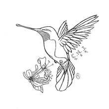 Humming-bird - Free printable coloring pages