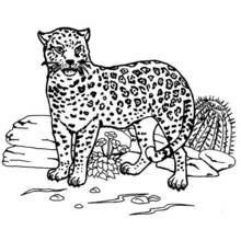 Jaguar - Free printable coloring pages