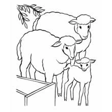 Lamb family standing near a wooden fence coloring page