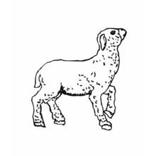 Lamb standing with head raised coloring page