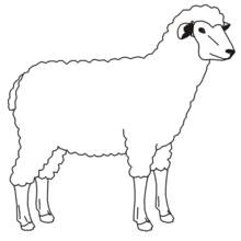 Lamb standing in profile coloring page