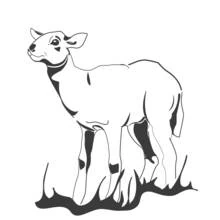 Lamb standing in tall grass coloring page