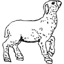 Lamb standing with head raised coloring page