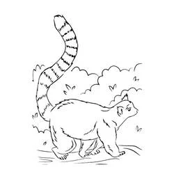Lemur walking with tail raised coloring page