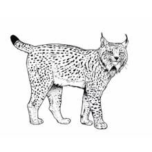 Lynx standing in profile coloring page