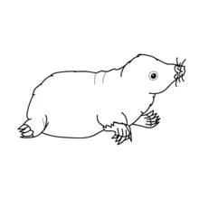 Mole rat - Free printable coloring pages