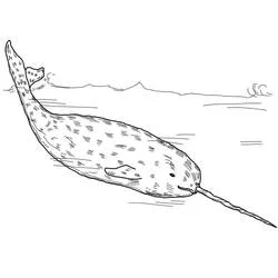 Narwhal swimming near the surface coloring page
