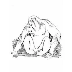 Orangutan - Free printable coloring pages