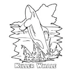Orca leaping out of the water coloring page