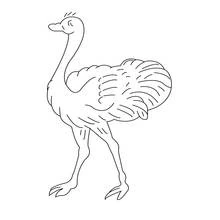 Ostrich - Free printable coloring pages