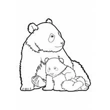 Panda - Free printable coloring pages