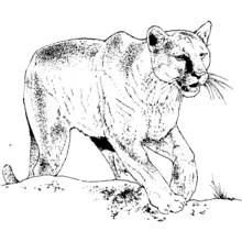 Panther walking on a rocky ledge coloring page