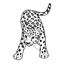 Panther cub crouching with tail raised coloring page