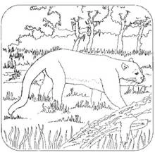 Panther walking through the marsh coloring page