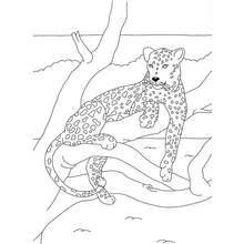 Spotted panther stretched on thick branch coloring page
