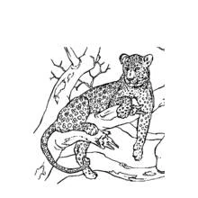 Panther resting on a tree branch coloring page