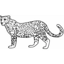 Panther standing with spotted coat coloring page
