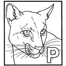 Panther face with letter P coloring page